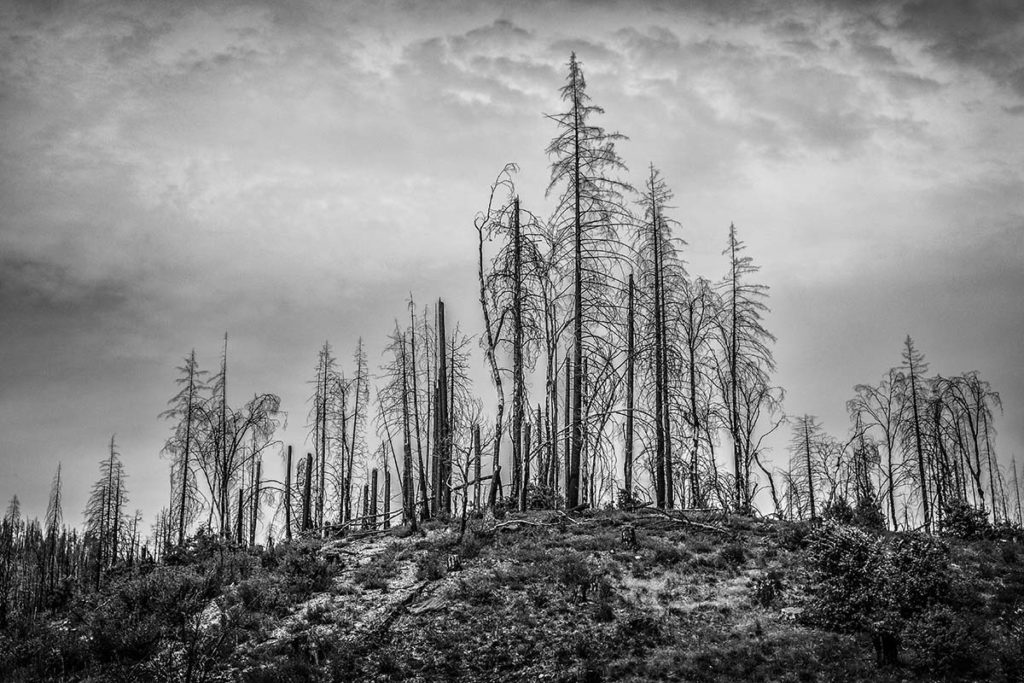 Scorched - Northern California