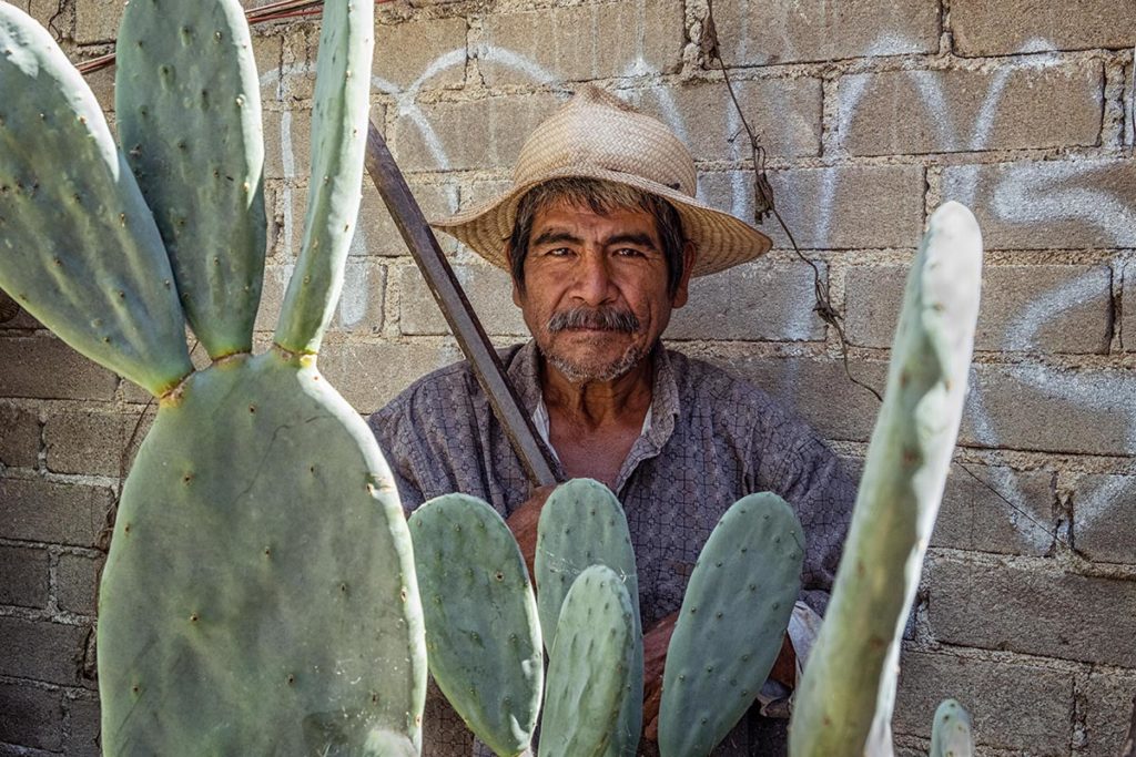 Cactus gardener